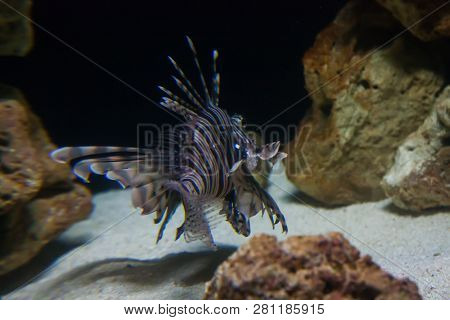Lionfish - Pteroisvolitans. Wonderful And Beautiful Underwater World With Corals And Tropical Fish.