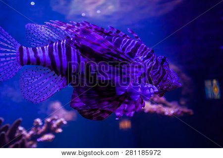 Lionfish - Pteroisvolitans. Wonderful And Beautiful Underwater World With Corals And Tropical Fish.