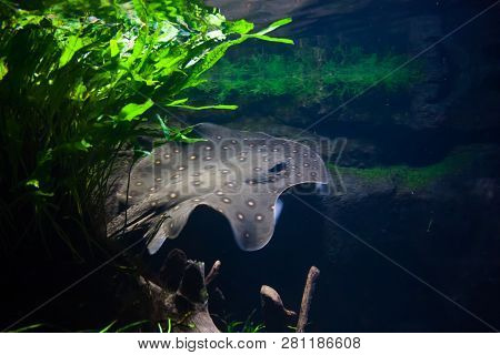 Motoro Stingray - Potamotrygon Motoro, In An Aquarium
