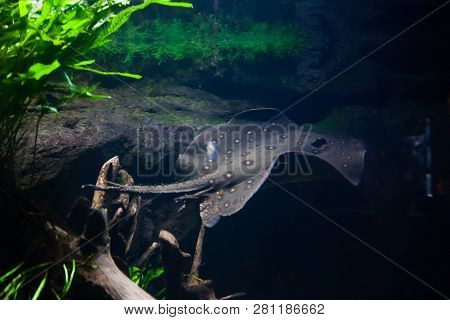 Motoro Stingray - Potamotrygon Motoro, In An Aquarium