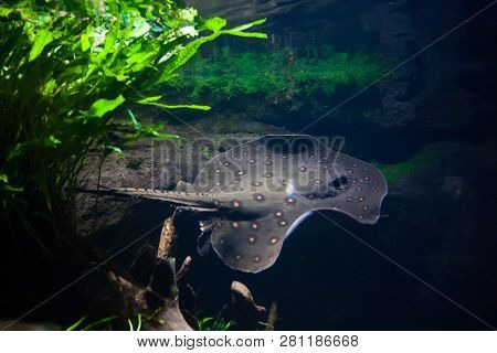 Motoro Stingray - Potamotrygon Motoro, In An Aquarium