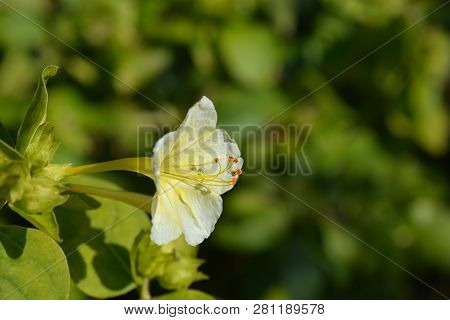Marvel Of Peru Lutea - Latin Name - Mirabilis Jalapa Lutea