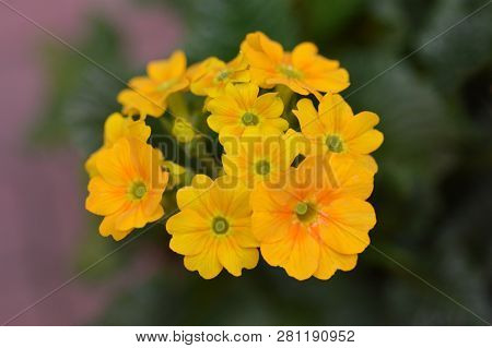Golden Primrose Cabrillo Dark Yellow Compact - Latin Name - Primula Veris Cabrillo Dark Yellow Compa