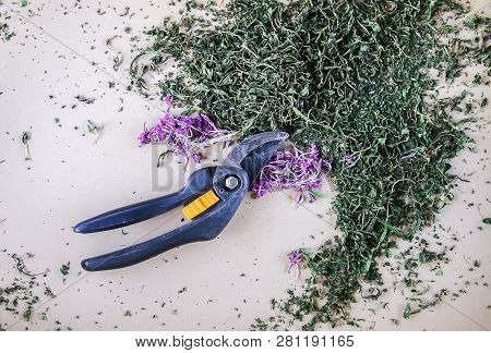 Blooming Sally Dried Flowers. Epilobium Angustifolium, Purple Alpine Fireweed Medical Plants For Tea