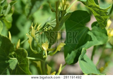Common Birthwort - Latin Name - Aristolochia Clematitis