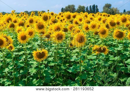 Field Of Sunflowers. Sunflowers Natural Background, Sunflower Blooming