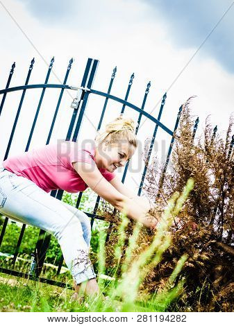 Woman Gardener Removing Withered Dried Thuja Tree From Her Backyard. Yard Work Around The House
