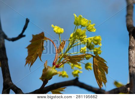 Spring. Blooming Trees Bud. Sunlight On A Trees Branch.