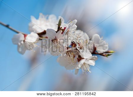 Beautiful Branch Apricots Against The Background Of The Blue Sky. The Spring Has Come