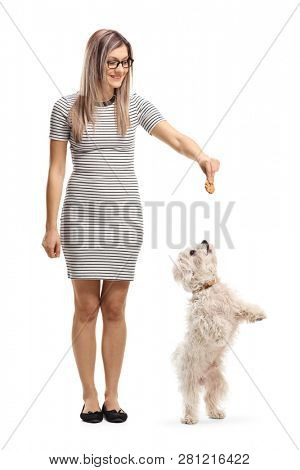 Full length portrait of a young woman giving a biscuit to a maltese poodle dog standing on back paws isolated on white background