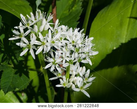 Blooming Wild Garlic Or Allium Ursinum, Flowers In Weed Close-up, Selective Focus, Shallow Dof