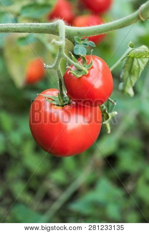 Ripe Natural Tomatoes Growing On A Branch In Organic Farm
