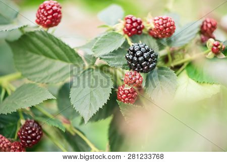 Blackberry Growing In Garden. Ripe And Unripe Blackberries On Bush With Selective Focus.