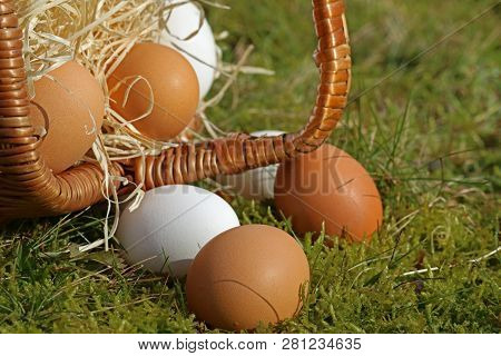 Eggs Close-up From Overturned Basket In The Moss
