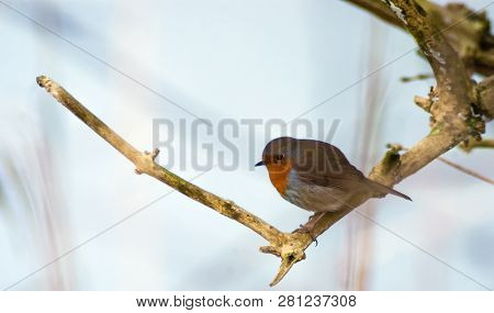 European Robin On Branch With Blueish White Background In Winter Time. Amsterdam South East, The Net