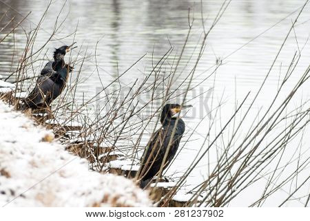 Two Great Cormorants In The Snow At The Waterside, Hidden Behind Branches. River Vecht, Breukelen, T