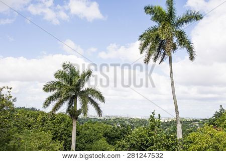 Royal Palm (roystonea Regia) Tree Is The National Cuban Tree A Symbol Of The Country.