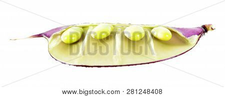 Purple Fruit Of Lablab Purpureus Or Hyacinth Bean With Green Seeds Isolated On White Background