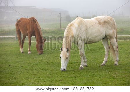 Horses grazing in the countyside in a foggy day
