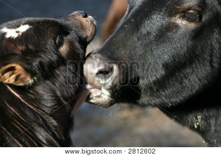 Zebu