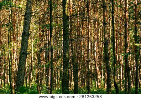 Straight Tree Trunks In The Forest. Straight Tree Trunks