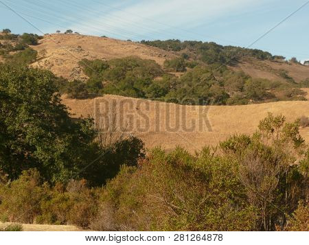 Hills In Almaden Valley In San Jose With Trees
