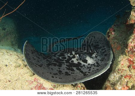 Marbled Ray Stingray
