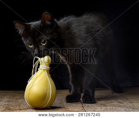 Black Kitten Sniffing Typical Italian Cheese Caciocavallo On A Dark Background.
