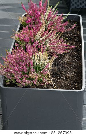 Flowers Of Pink Calluna Vulgaris In Pot