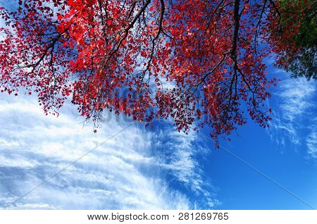 The Red Leaves On A Maple Tree In Burr State Park In Torrington, Connecticut On A Sunny Fall Day Aga