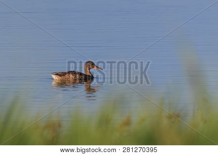 Wild Duck On Lake In Danube Delta, Romania