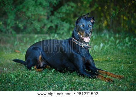 Picture Of A Laying Black And Tan Dobermann Outdoors