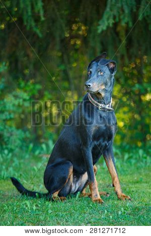 Picture Of A Sitting Black And Tan Dobermann Pintcher Outdoors