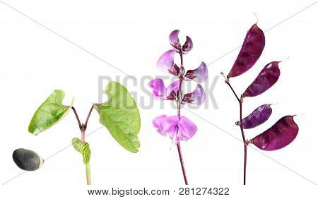 Life Cycle Of Hyacinth Bean Plant Isolated On White Background. Growth Stages Of Plant From Seed To 