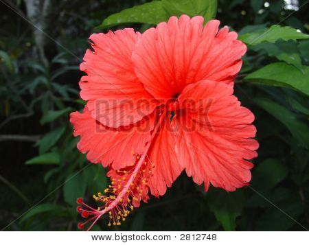 Maledivische Plantlife