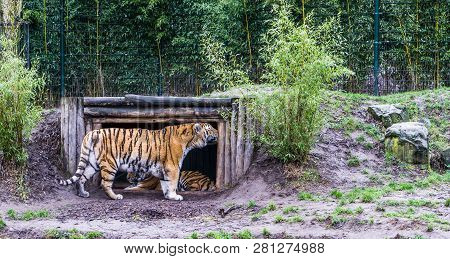 Siberian Tiger Rubbing Its Head Against The Wood Of His Hut, Endangered Animal From Russia