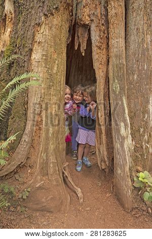 Three Young Girls Hiding In A Tree Trunk In Olympic National Park In Washington