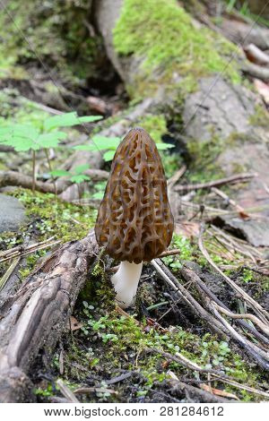 Black Morel Or Morchella Conica Mushroom Growing In Early Spring Among Roots, Moss And Spring Vegeta