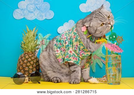 A Cat On Vacation In A Hawaiian Shirt With Pineapples And Sun Glasses And A Cocktail Drinking From A
