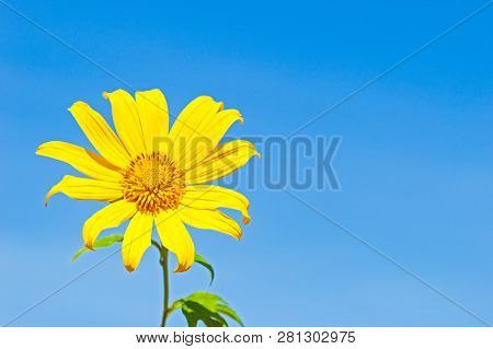 Closeup Single Yellow Tree Marigold Or Maxican Sunflower In The Blue Background Of The Sky.