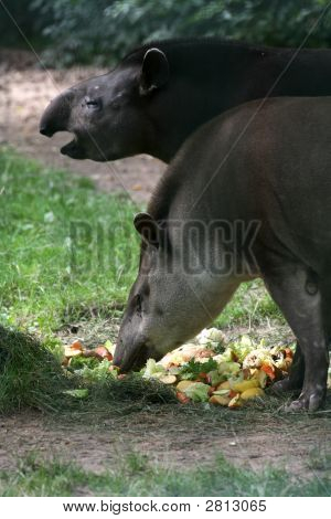 Brasilianske Tapir