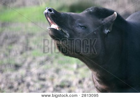 Brasilianische Tapir
