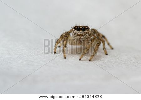 Small Jumping Spider Close Up