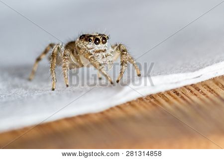 Small Jumping Spider Close Up
