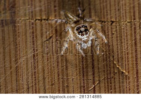 Small Jumping Spider Close Up