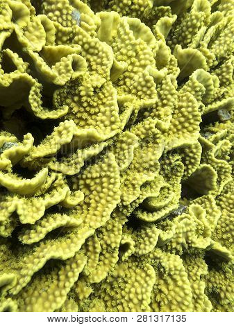 Colorful Coral Reef At The Bottom Of Tropical Sea, Yellow Turbinaria Coral, Underwater Landscape