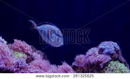 Underwater World, Many Multi-colored Fish Coral Reefs