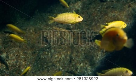 Underwater World, Many Multi-colored Fish Coral Reefs