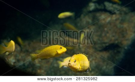 Underwater World, Many Multi-colored Fish Coral Reefs
