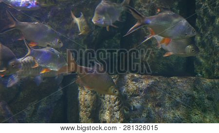 Underwater World, Many Multi-colored Fish Coral Reefs